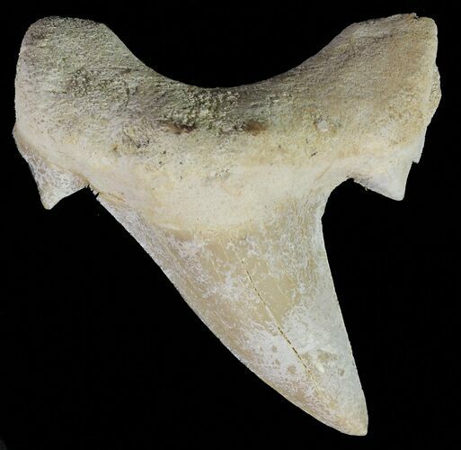Otodus Fossil Shark Tooth - Morocco #67214